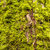 grunge · sonbahar · yeşil · yosun · yaprakları · ağaç - stok fotoğraf © artush