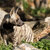 Striped hyena (Hyaena hyaena) stock photo © artush