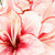 detay · buket · pembe · zambak · çiçek · beyaz - stok fotoğraf © artush