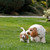 inglês · cachorro · família · desfrutar · jogar - foto stock © artush