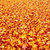 düşmek · turuncu · kırmızı · sonbahar · yaprakları · zemin · arka · plan - stok fotoğraf © artush