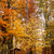 outono · parque · amarelo · folhas · terreno · árvore - foto stock © artush