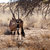 park · Dél-Afrika · tájkép · sivatag · homok · Afrika - stock fotó © artush