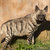 Striped hyena (Hyaena hyaena) stock photo © artush