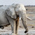 White african elephants on Etosha waterhole stock photo © artush