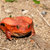 big red Tomato frogs, Dyscophus antongilii stock photo © artush