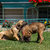 dois · cachorro · mastim · ao · ar · livre · grama · verde · flor - foto stock © artush