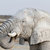 White african elephants on Etosha waterhole stock photo © artush