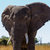 African elephant Africa safari wildlife and wilderness stock photo © artush