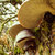outono · cogumelo · árvore · cor · cabeça · planta - foto stock © artush