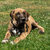 cachorro · mastim · ao · ar · livre · grama · verde · flor · segurança - foto stock © artush