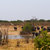 nyáj · afrikai · elefántok · iszik · sáros · park - stock fotó © artush