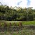 Rice terraced paddy fields in Gunung Kawi stock photo © artush