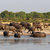 nyáj · afrikai · elefántok · iszik · sáros · park - stock fotó © artush