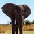 African elephant Africa safari wildlife and wilderness stock photo © artush