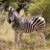 Lone zebra standing in the African bush stock photo © avdveen