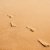 Foot prints on the beach stock photo © avdveen