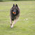 Dog, Belgian Shepherd Tervuren, running in grass stock photo © AvHeertum