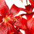 red tiger lily stock photo © Avlntn
