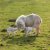 新 · 天生的 · 羊肉 · 雙胞胎 · 母親 · 對 - 商業照片 © backyardproductions