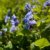 Close up of bluebells in April stock photo © backyardproductions