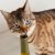 Cute kitten sniffing wine bottle stock photo © backyardproductions