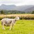 овец · Озерный · край · трава · английский · природы · пейзаж - Сток-фото © backyardproductions