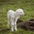 新 · 天生的 · 羊肉 · 年輕 · 新 · 草地 - 商業照片 © backyardproductions