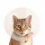 Bengal kitten with neck collar stock photo © backyardproductions