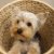 yorkshire · terrier · cachorro · amor · cabelo · branco - foto stock © bartekwardziak