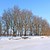 tree in snow stock photo © basel101658