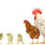 hen and cock stock photo © bazilfoto