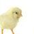 chick · bianco · uovo · piuma · carne · giovani - foto d'archivio © bazilfoto