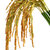 semillas · blanco · hierba · verano · maíz · color - foto stock © bdspn