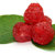 Dried Cherry with green leaves stock photo © bdspn