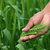 зеленый · фермер · стороны · лет · области - Сток-фото © bdspn