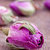 essiccati · rosa · fiore · fiori · natura · foglia - foto d'archivio © bernashafo