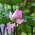 pembe · lotus · Pekin · Çin - stok fotoğraf © billperry