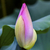 pembe · lotus · tomurcuk · Pekin · Çin - stok fotoğraf © billperry