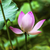 pembe · lotus · Pekin · Çin - stok fotoğraf © billperry