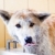 limpeza · cão · corpo · japonês · cuidar - foto stock © blasbike