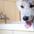 стиральные · собака · тело · ванную · очистки - Сток-фото © blasbike