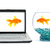 goldfish · akwarium · biały · Internetu · ryb · charakter - zdjęcia stock © bloodua