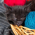 zwarte · kitten · spelen · Rood · bal · garen - stockfoto © bloodua
