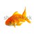 Goldfish · золото · рыбы · изолированный · белый · природы - Сток-фото © bloodua