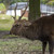 Sika deer in Nara park, Japan stock photo © boggy