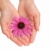 Hands of young woman holding Echinacea flower stock photo © brozova
