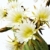 Close up of cactus flowers  stock photo © brozova