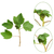 kırmızı · frenk · üzümü · bitki · yüz · arka · plan · yeşil - stok fotoğraf © brozova