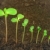 花 · 成長 · 進化 · 花 · 自然 · 葉 - ストックフォト © brozova
